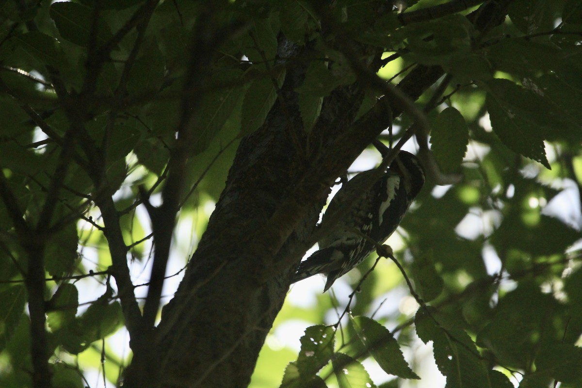 Yellow-bellied Sapsucker - ML642653997