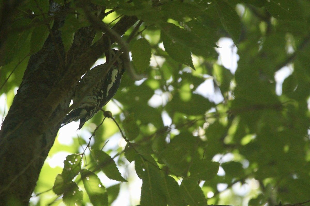 Yellow-bellied Sapsucker - ML642653998