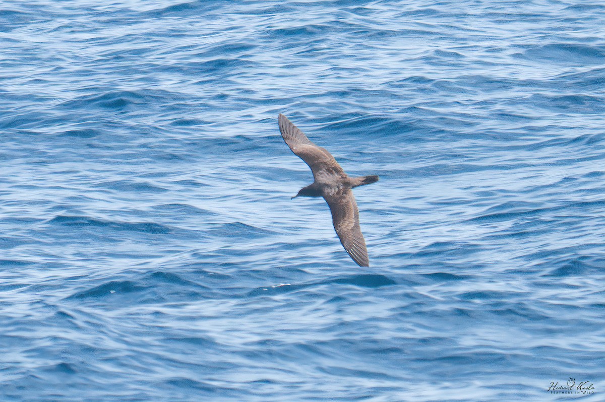 Puffin fouquet - ML642653999