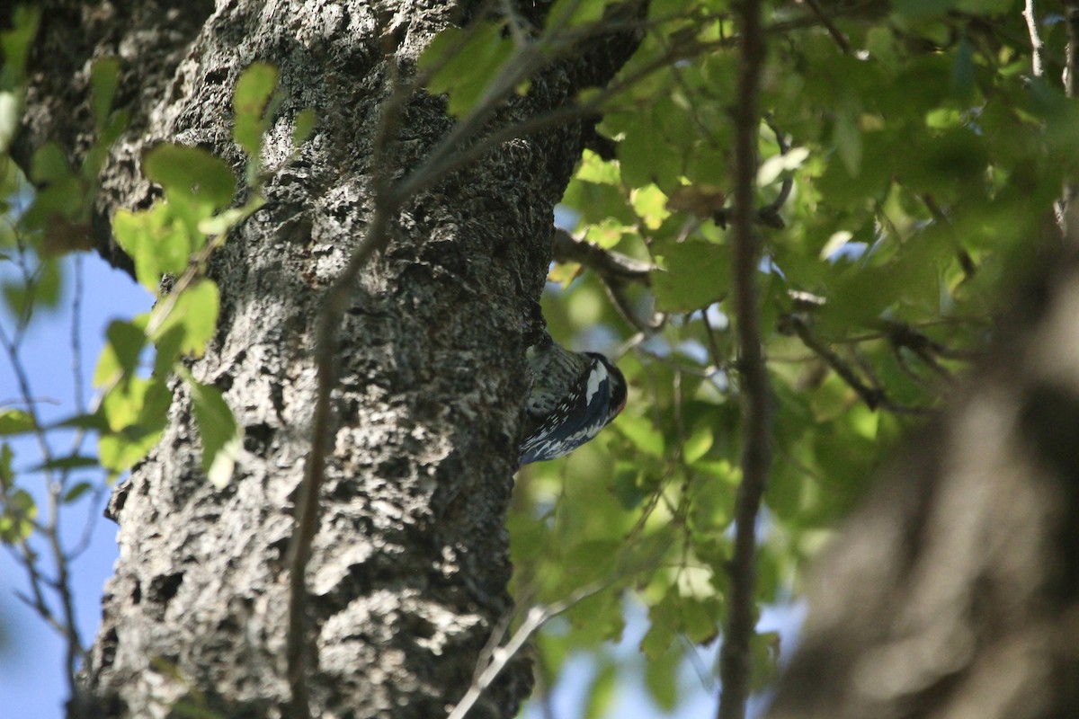 Red-naped Sapsucker - ML642654004