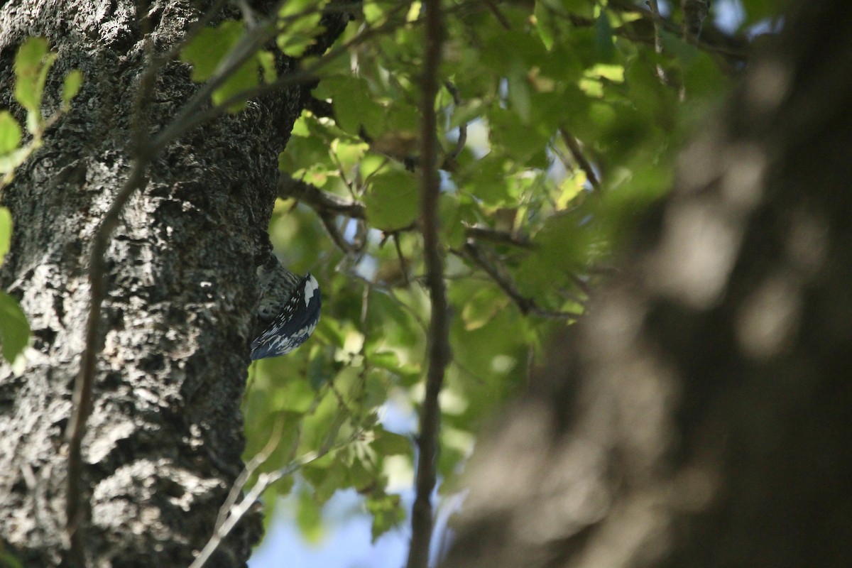 Red-naped Sapsucker - ML642654006