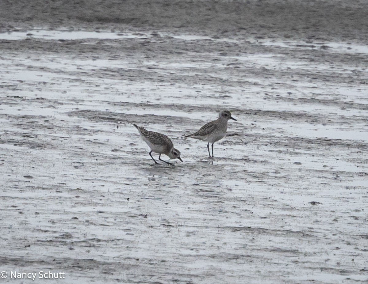 Black-bellied Plover - ML642654008