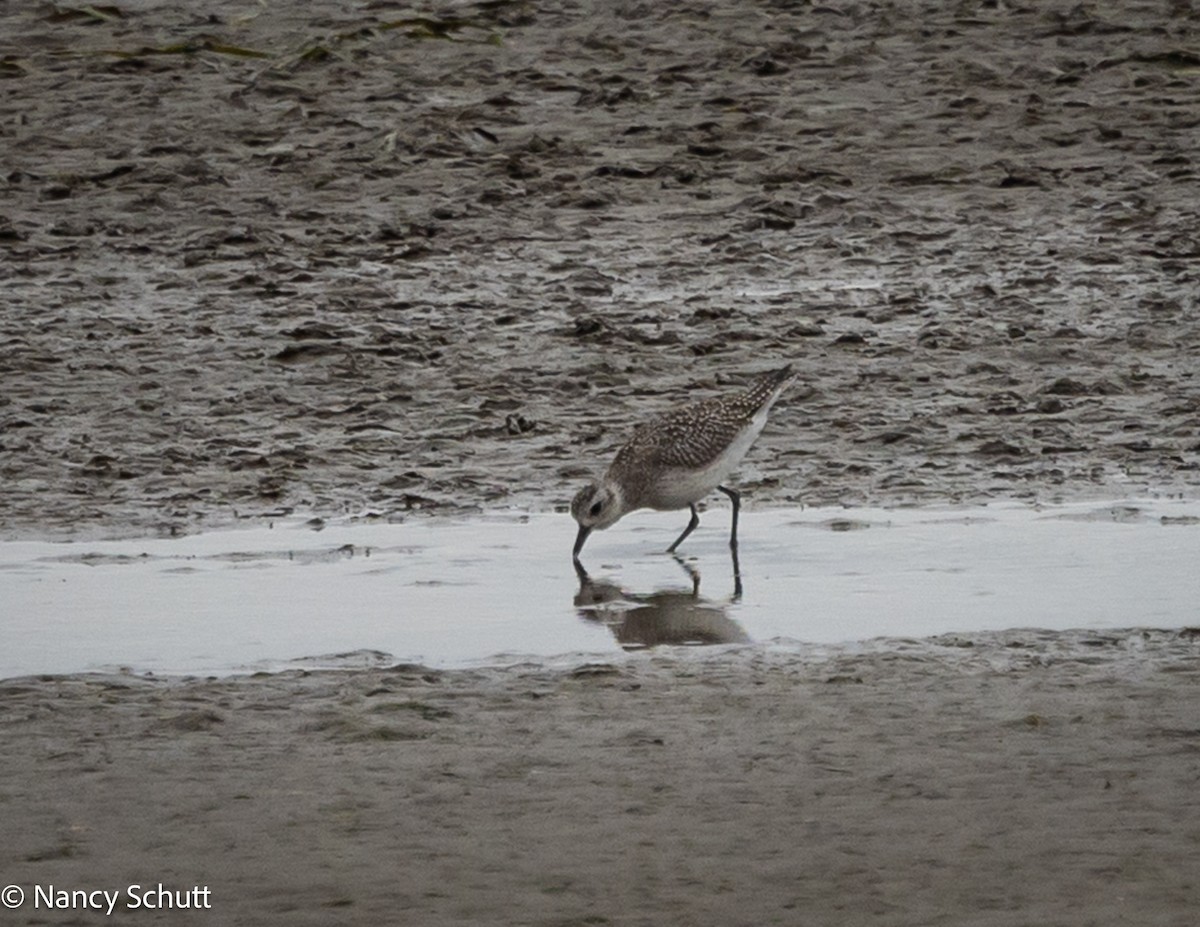 Black-bellied Plover - ML642654009