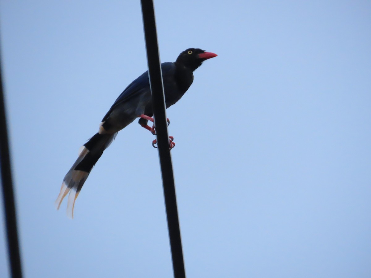 Taiwan Blue-Magpie - ML642654032