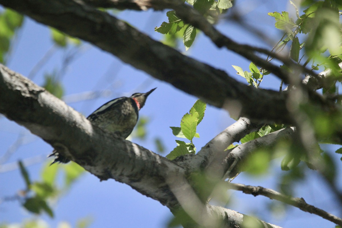 Yellow-bellied/Red-naped Sapsucker - ML642654037
