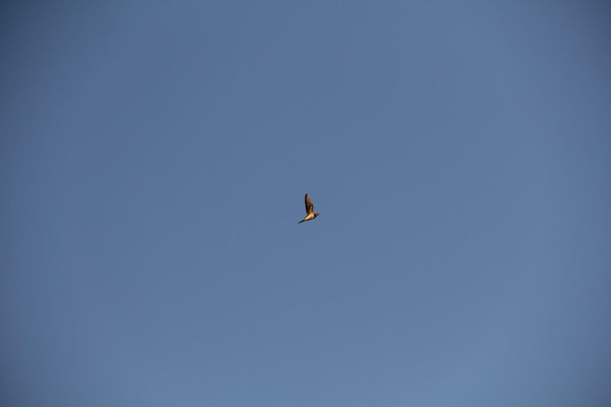 Killdeer - ML642654045