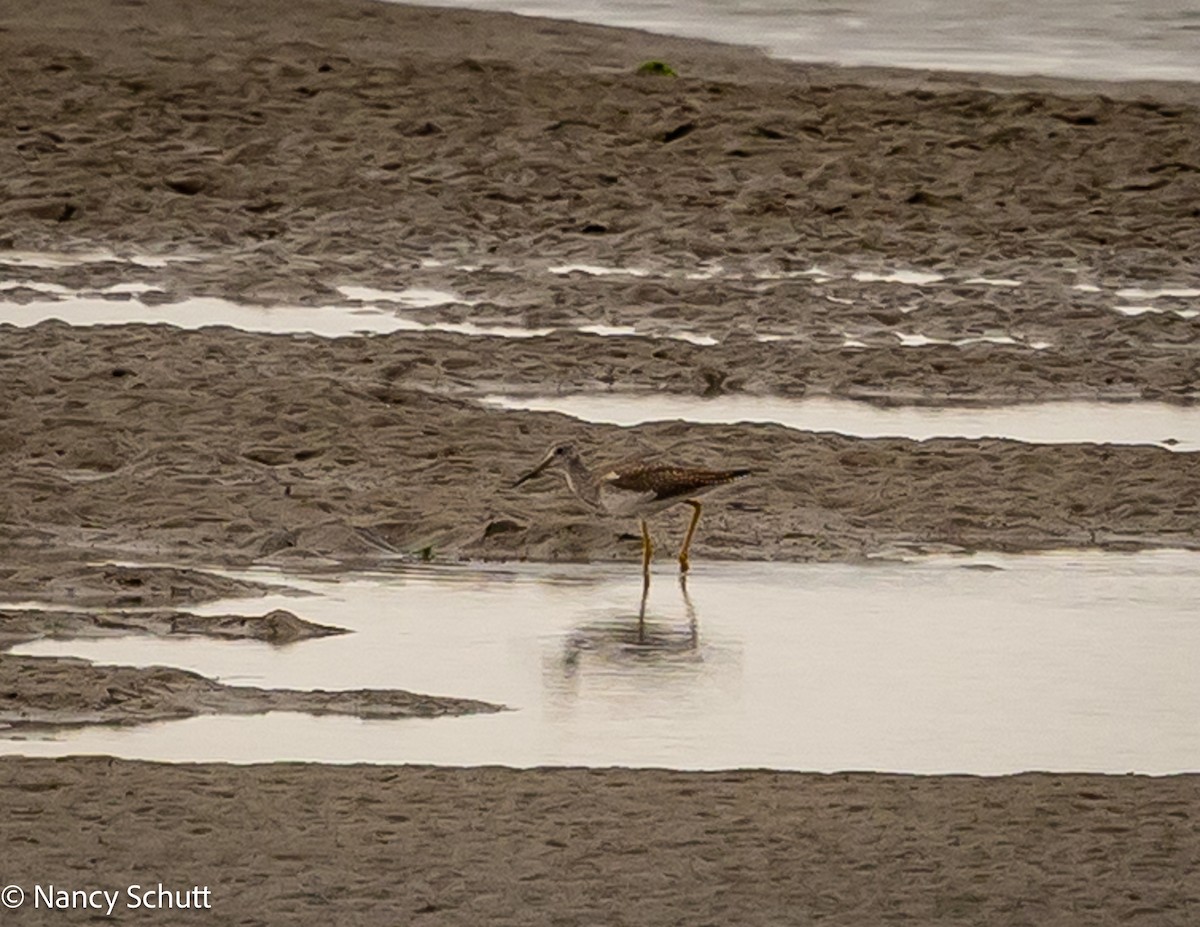 Greater Yellowlegs - ML642654050