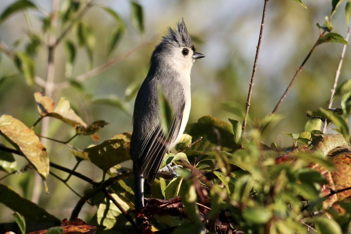Tufted Titmouse - ML642654065