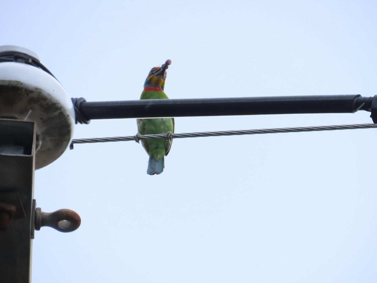 Taiwan Barbet - ML642654104