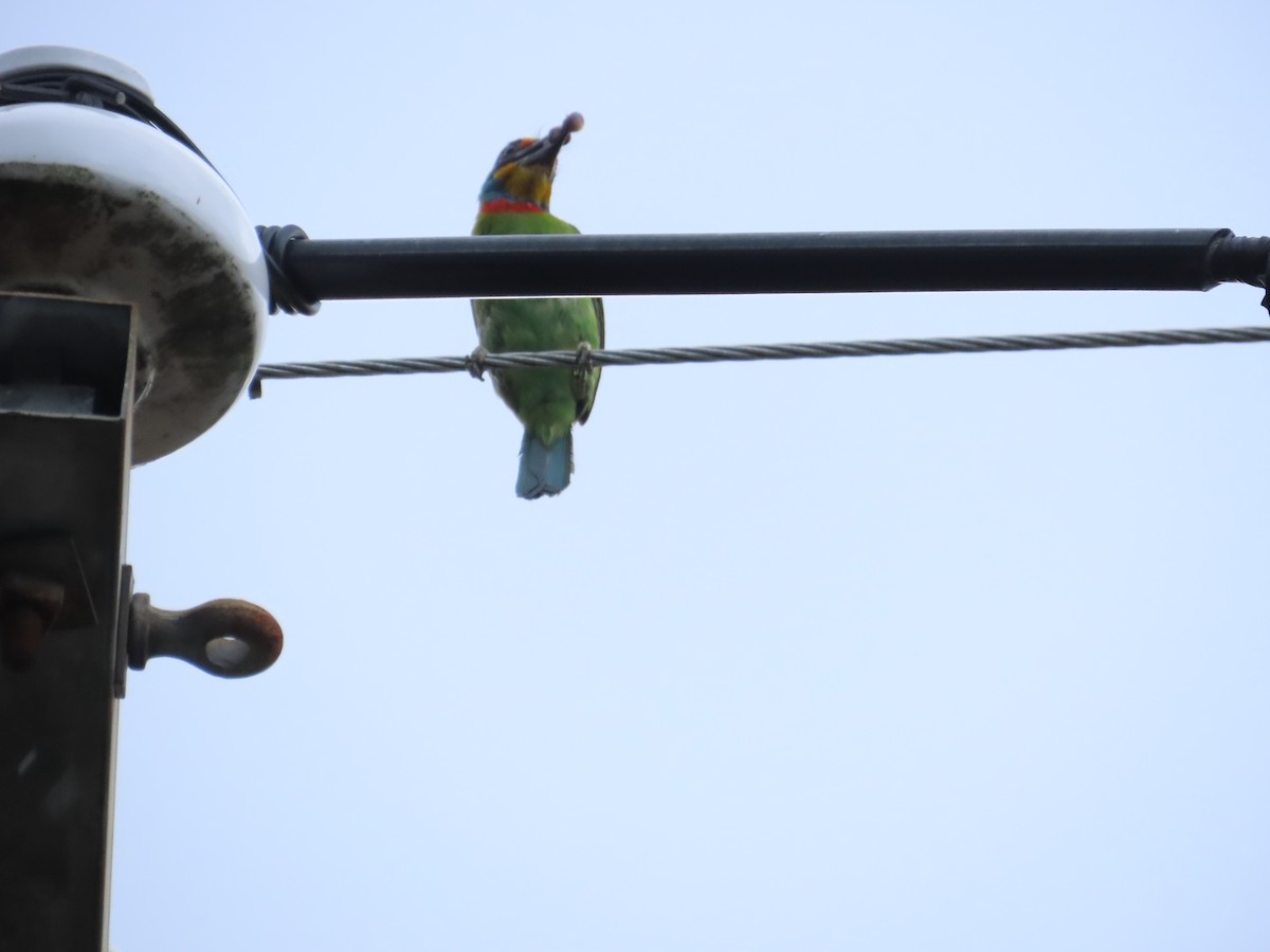 Taiwan Barbet - ML642654105