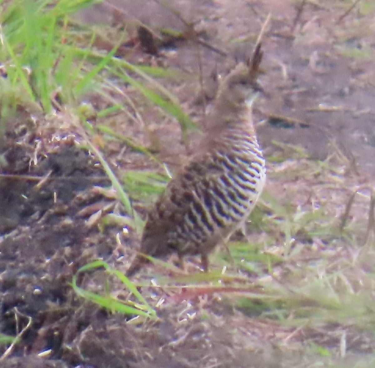 Banded Quail - ML642654114