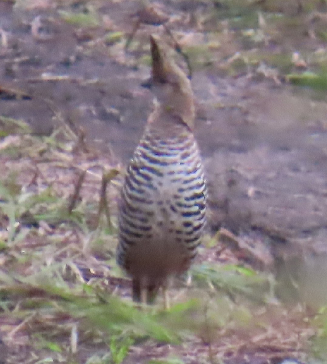 Banded Quail - ML642654115