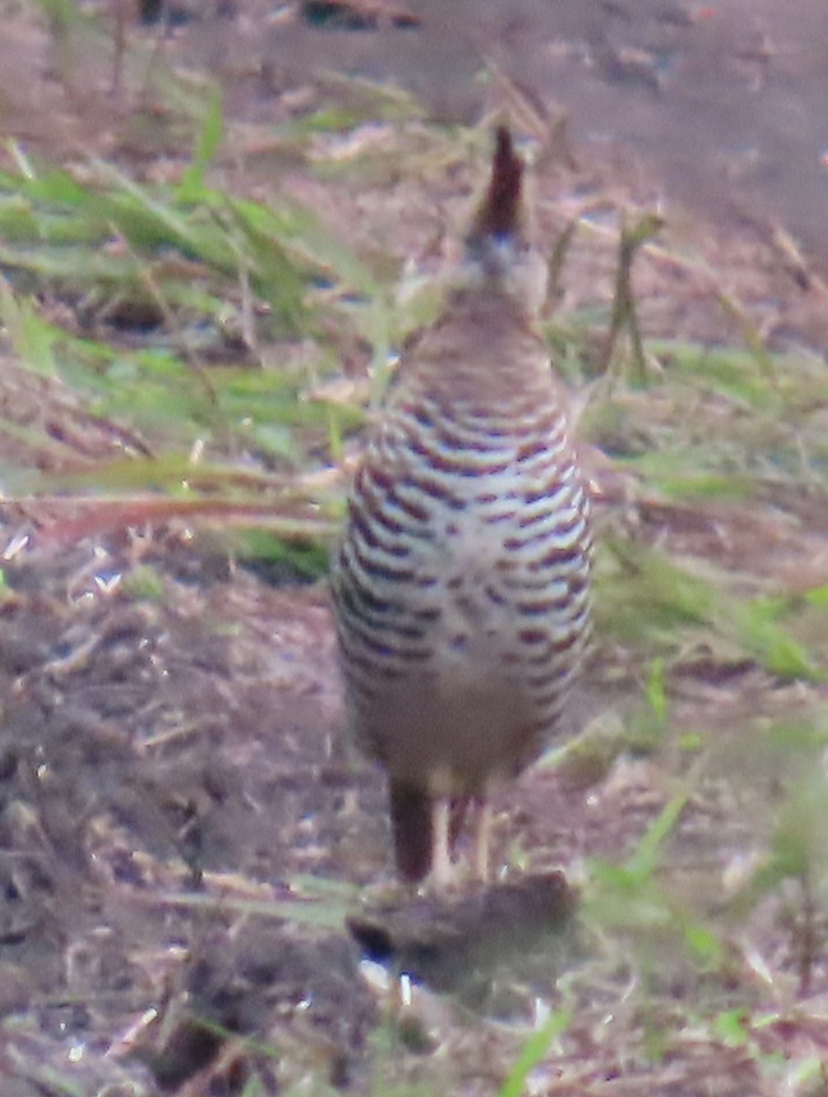Banded Quail - ML642654116