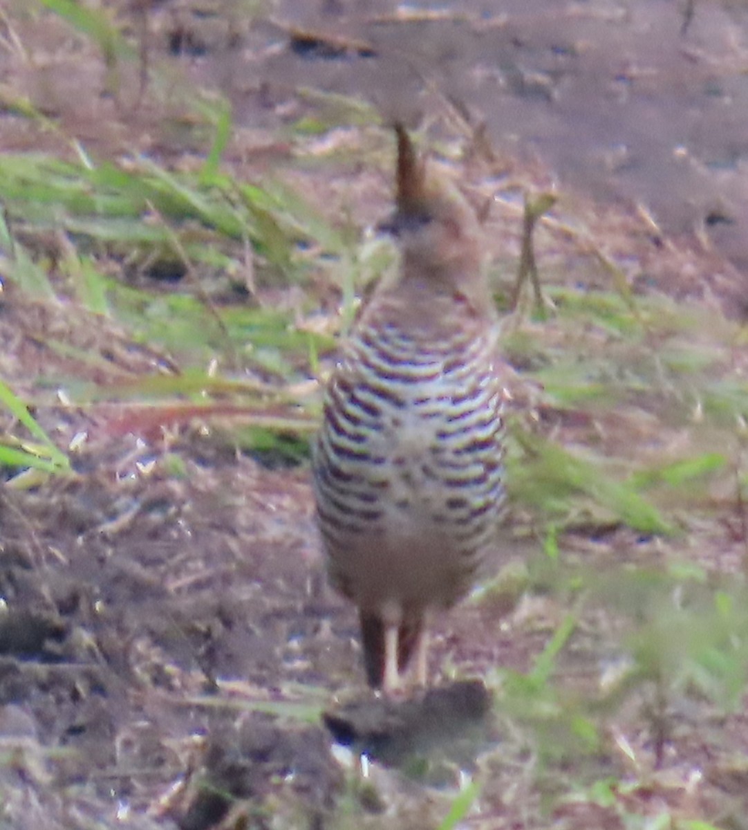 Banded Quail - ML642654117