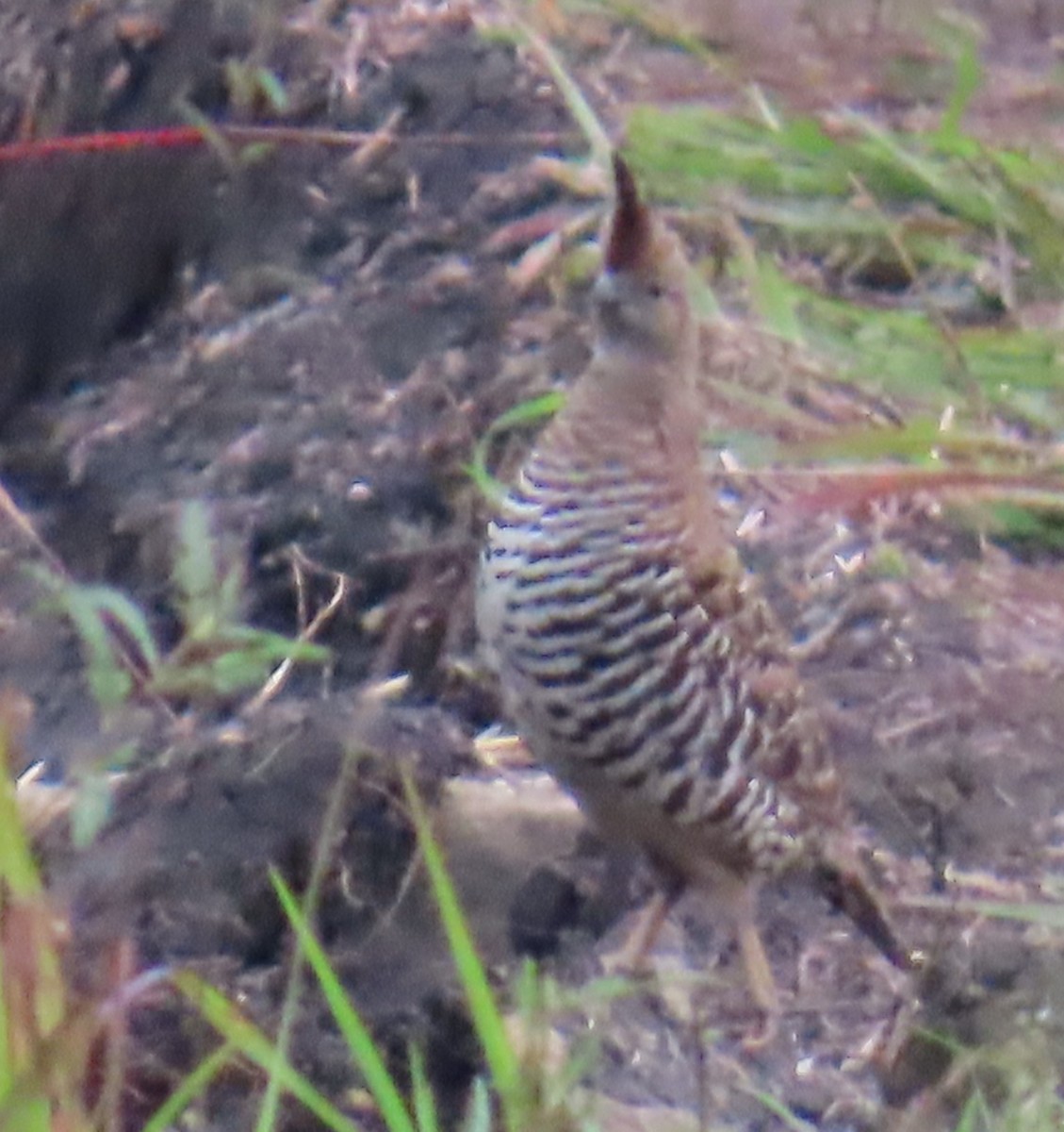 Banded Quail - ML642654118