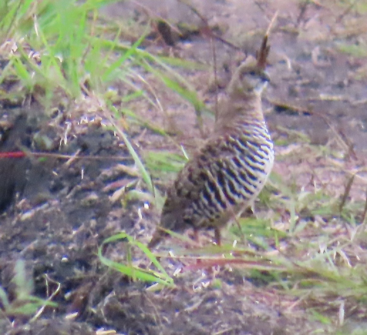 Banded Quail - ML642654119