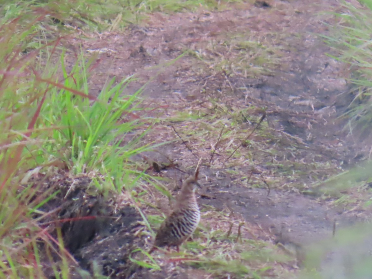 Banded Quail - ML642654121