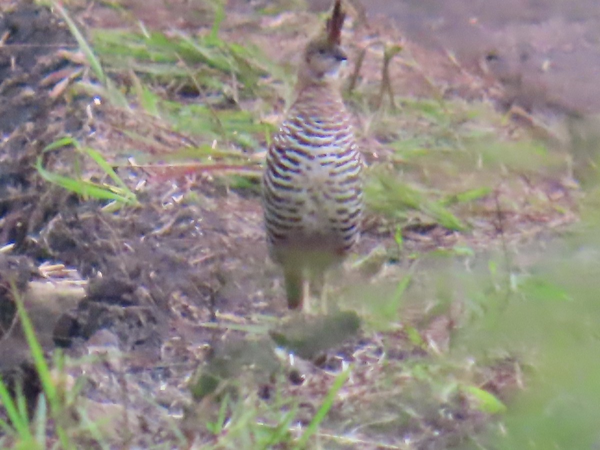 Banded Quail - ML642654122