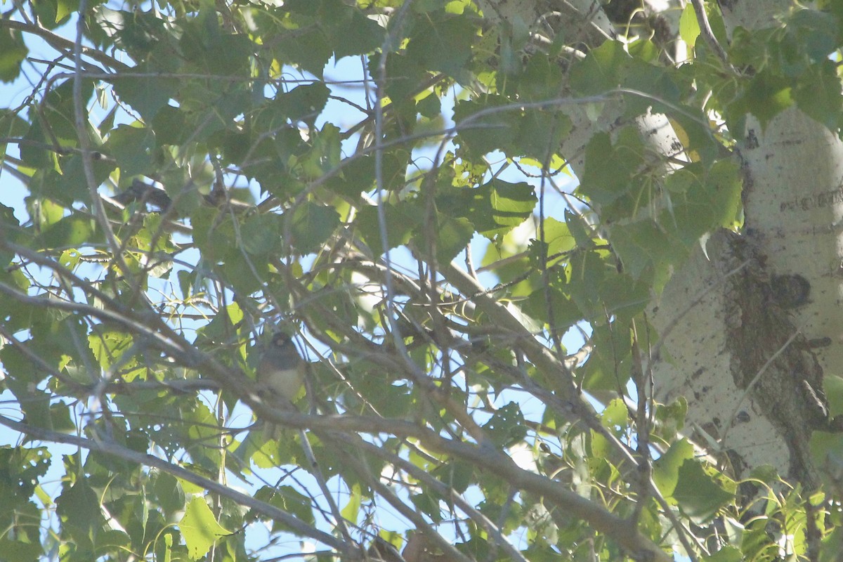Dark-eyed Junco (Pink-sided) - ML642654132