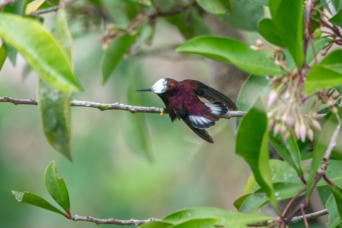 Snowcap - ML642654146