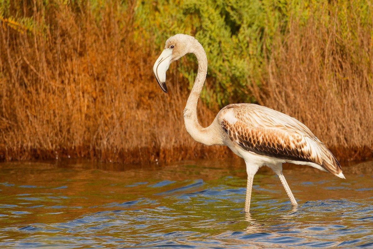 Greater Flamingo - ML642654154