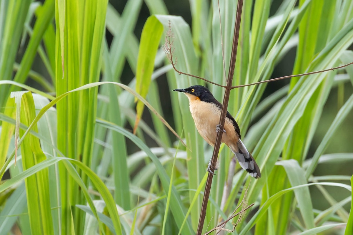 Black-capped Donacobius - ML642654170