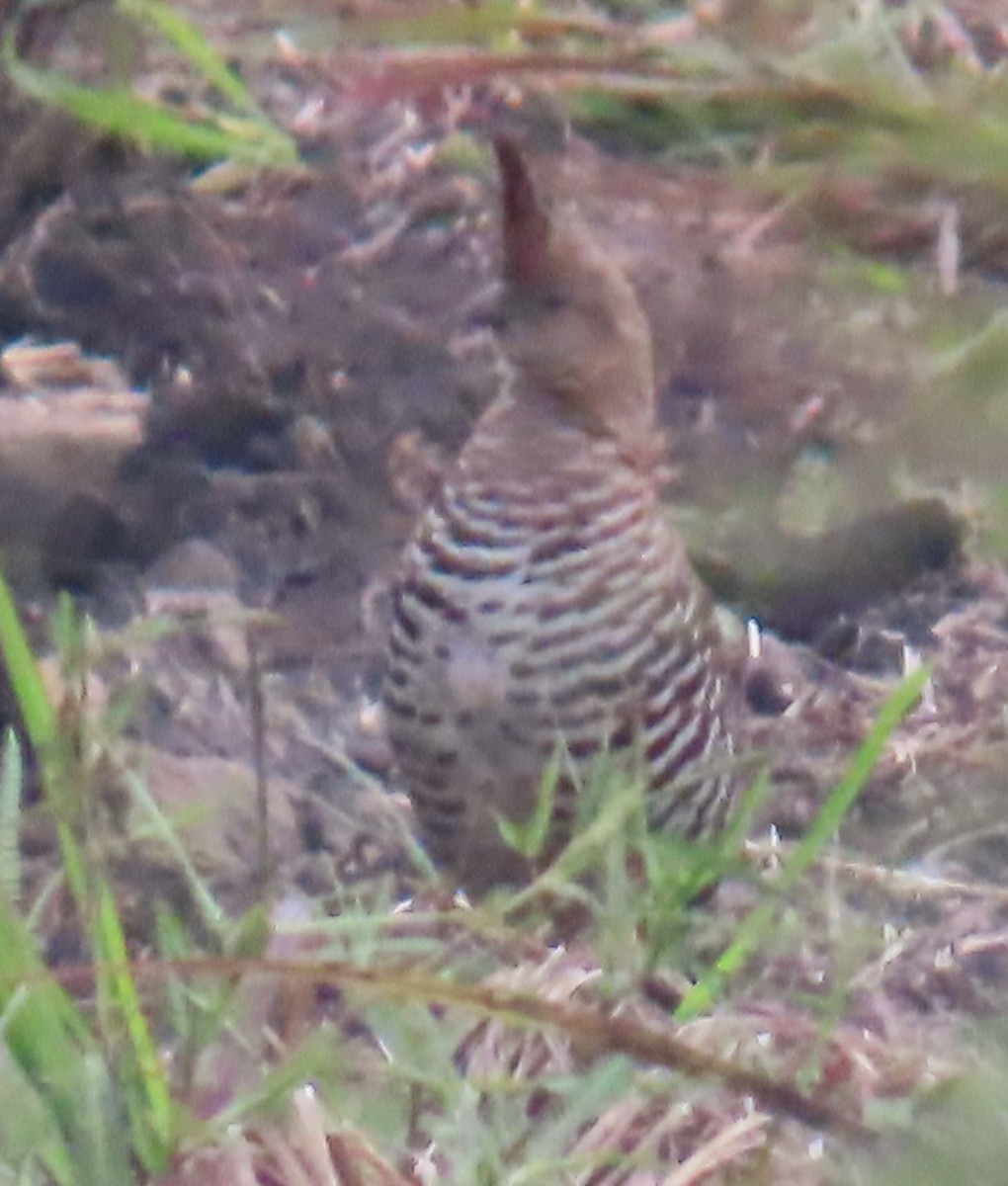 Banded Quail - ML642654176