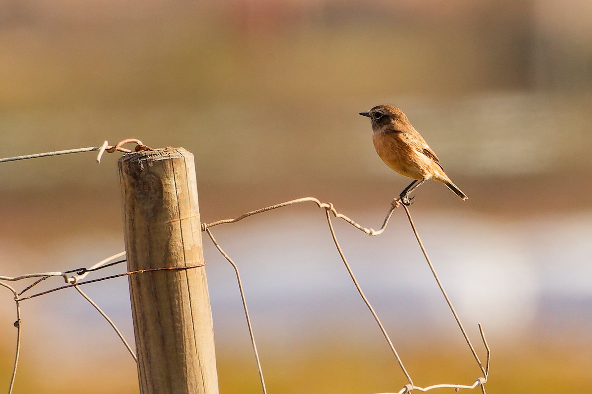 European Stonechat - ML642654191