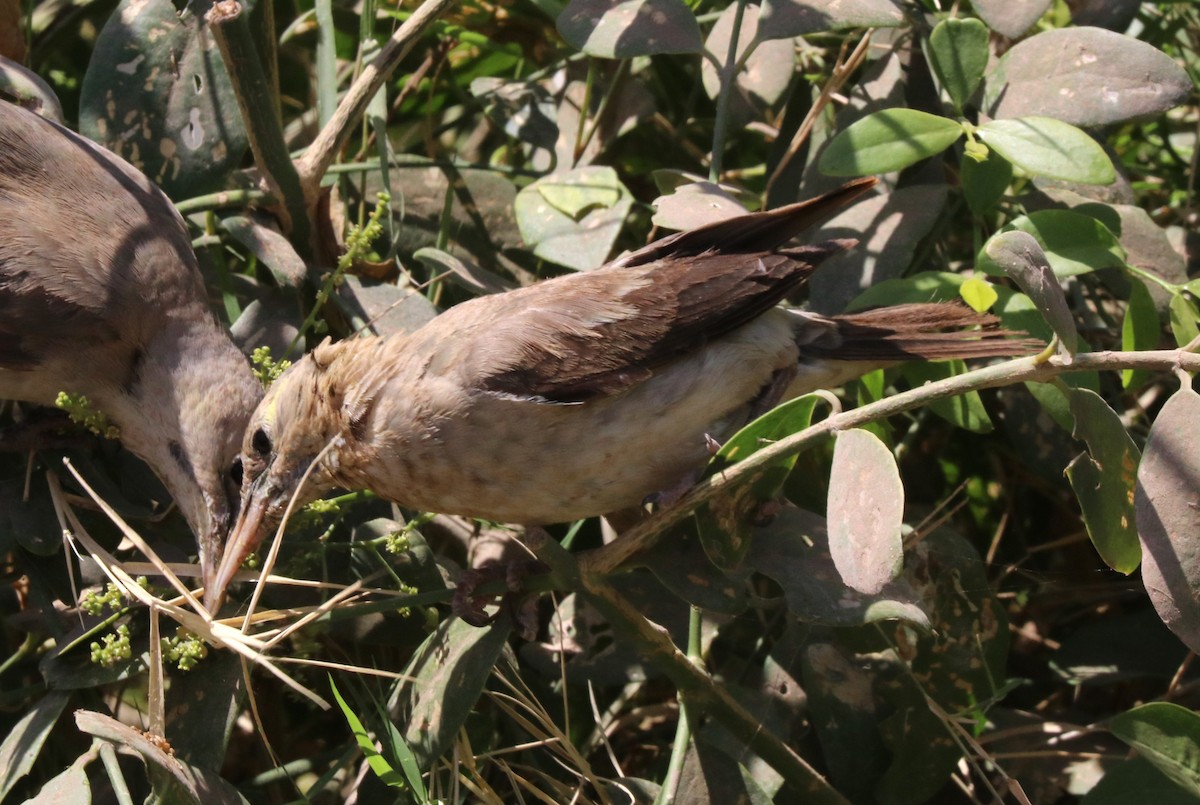 Wattled Starling - ML642654200