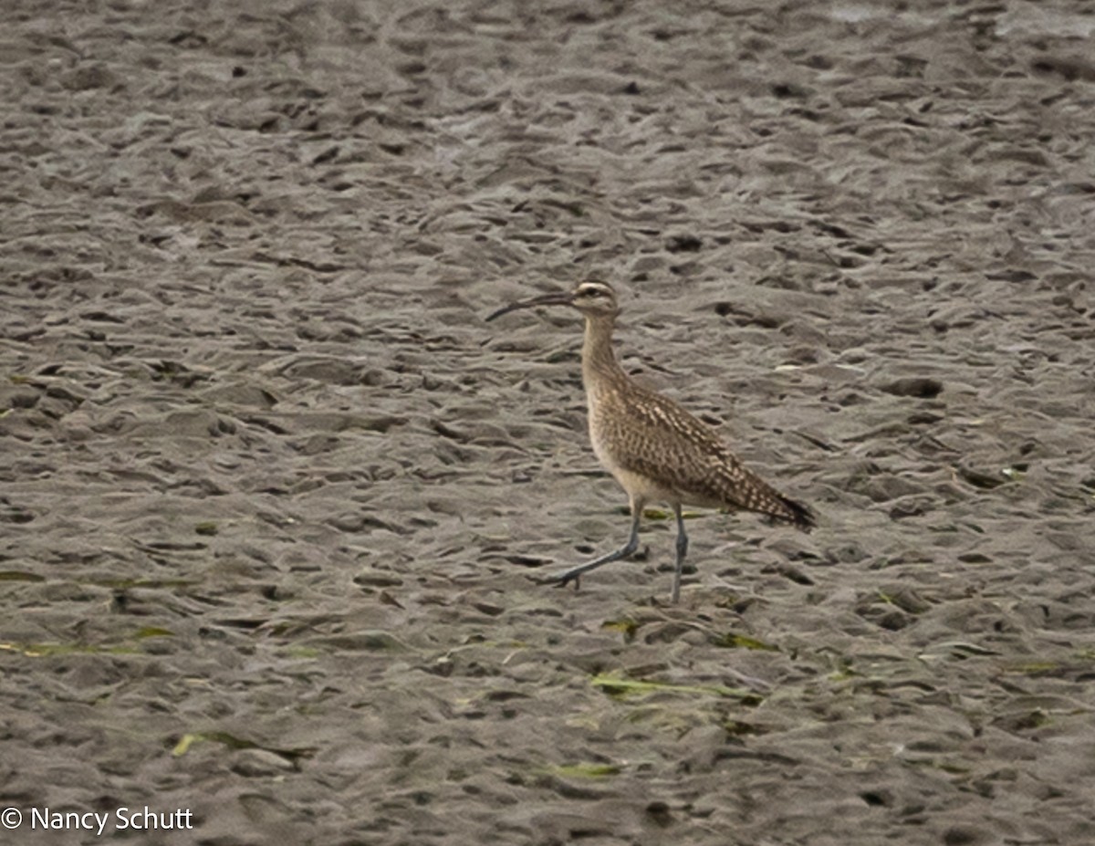 Whimbrel (Hudsonian) - ML642654209