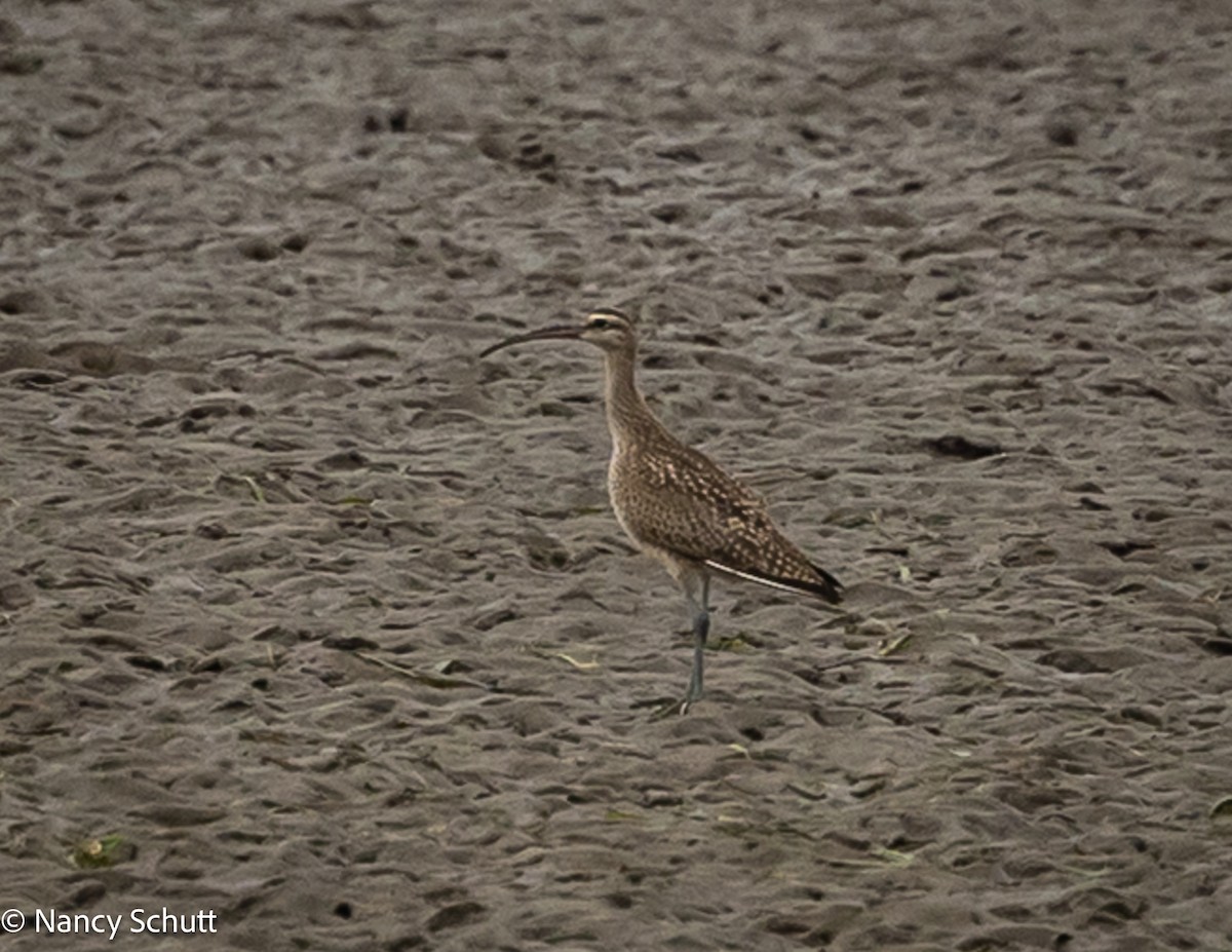 Whimbrel (Hudsonian) - ML642654210