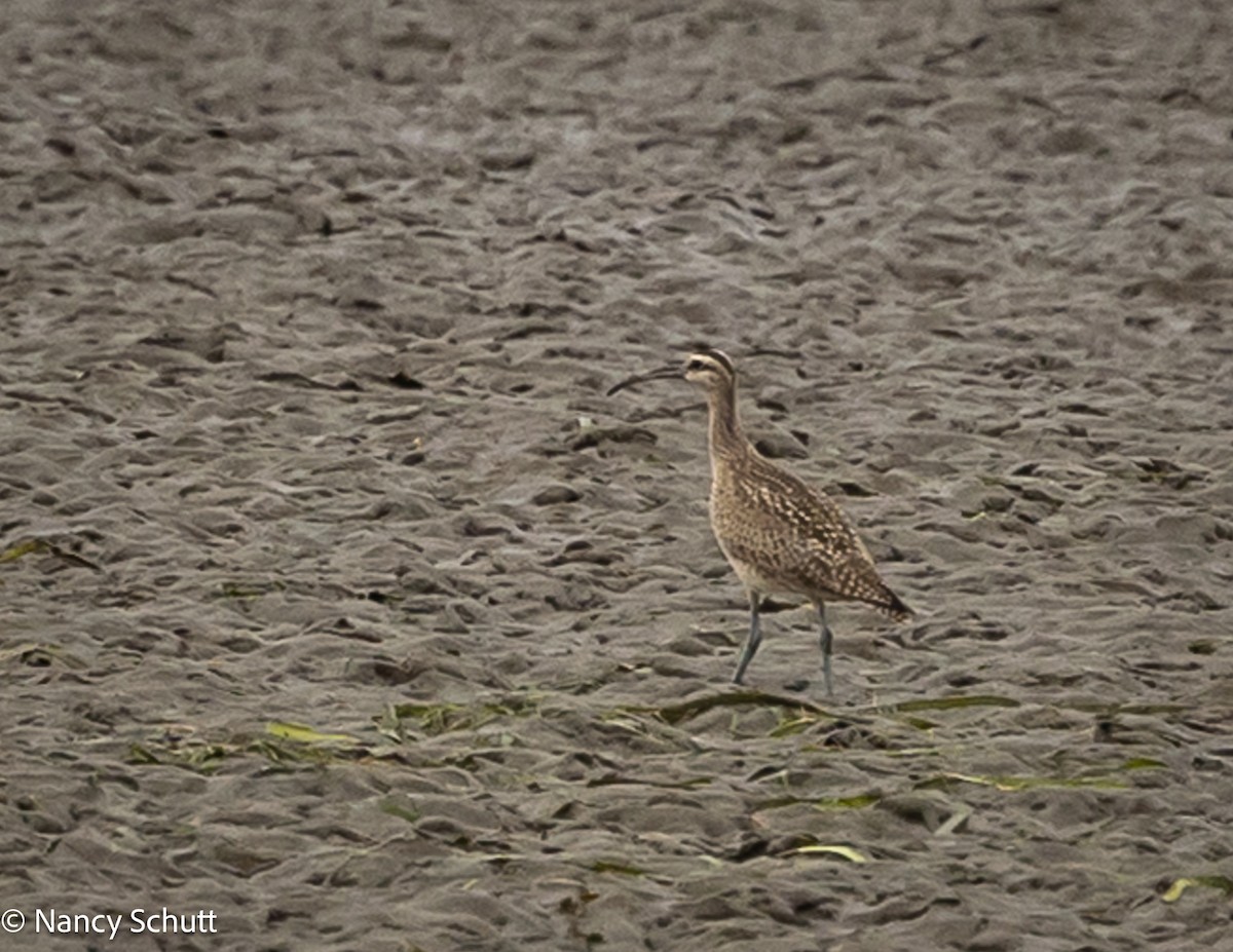 Whimbrel (Hudsonian) - ML642654211