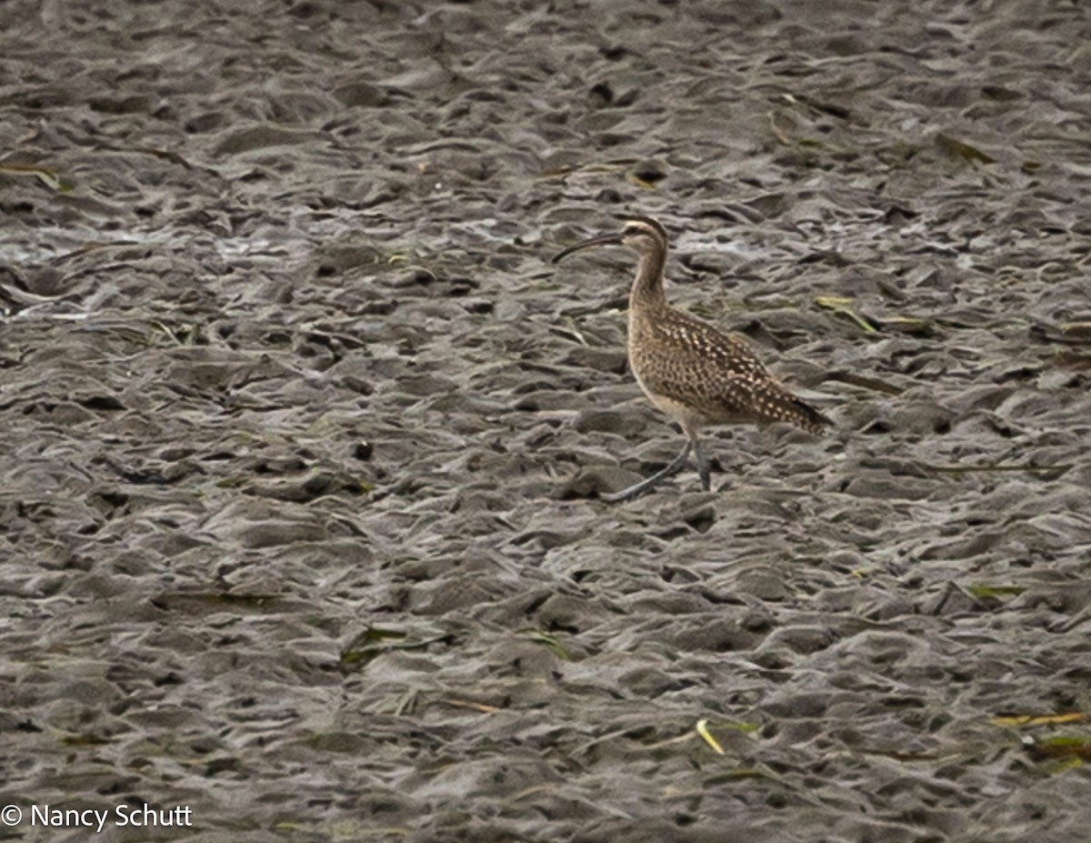 Whimbrel (Hudsonian) - ML642654212