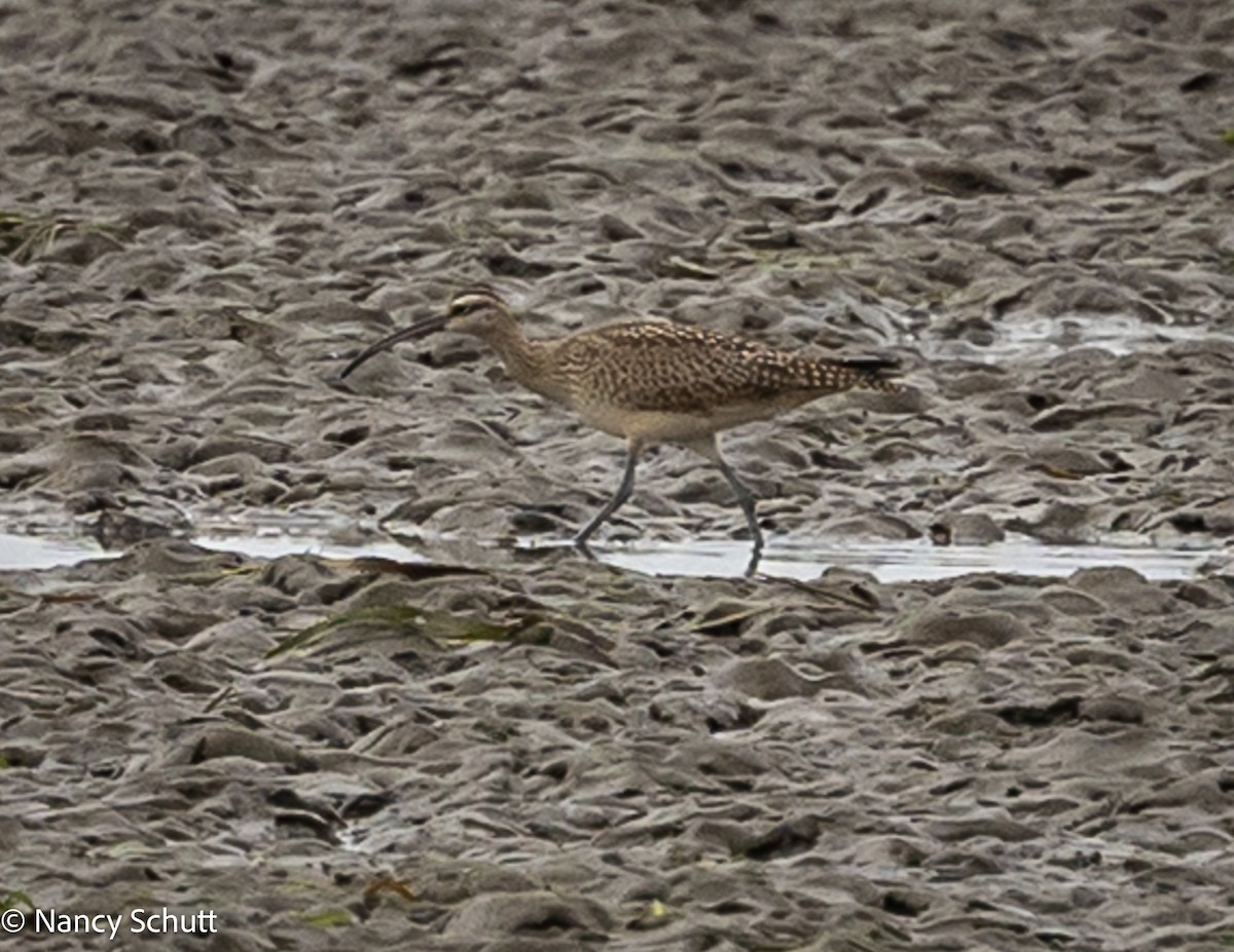 Whimbrel (Hudsonian) - ML642654213