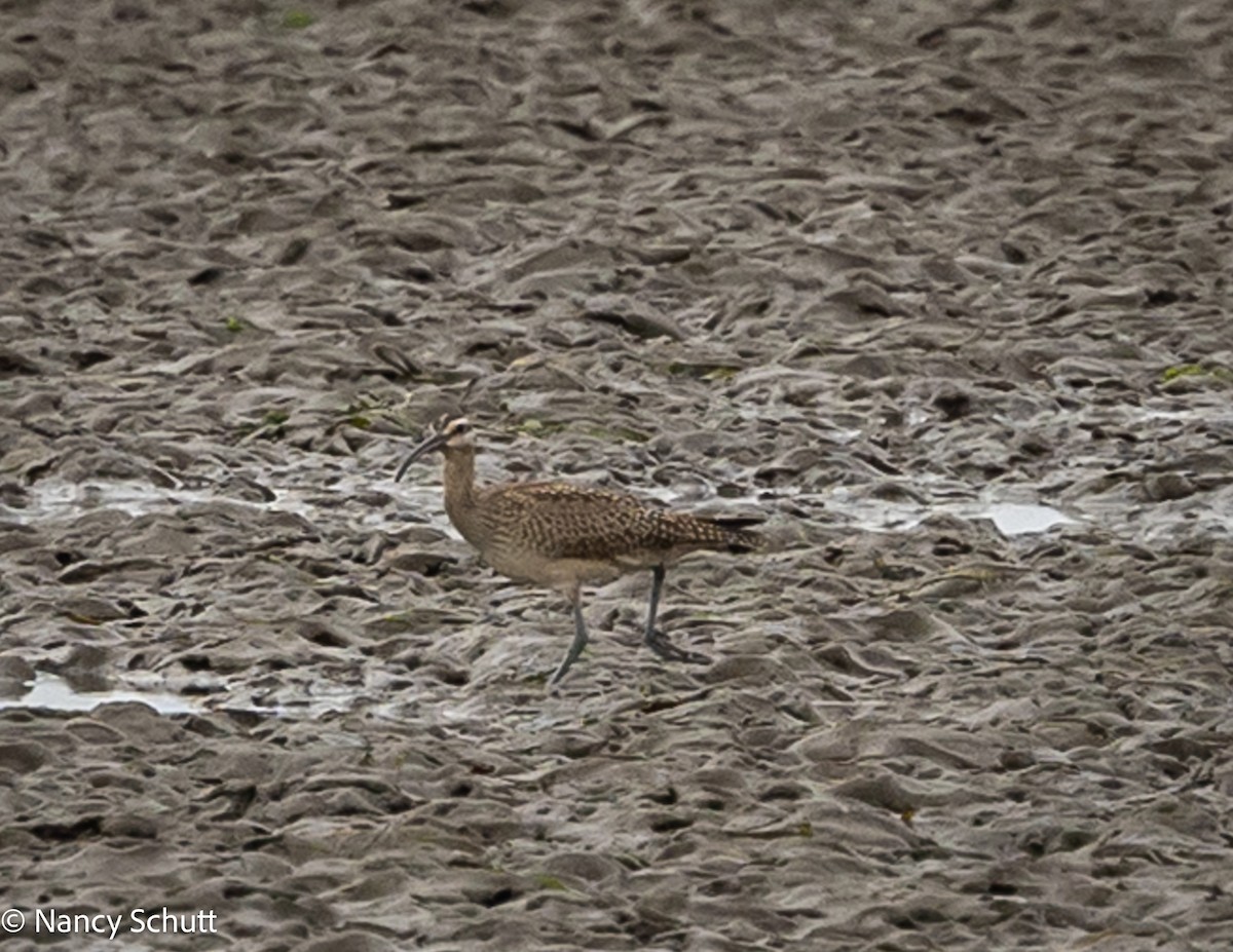 Whimbrel (Hudsonian) - ML642654214