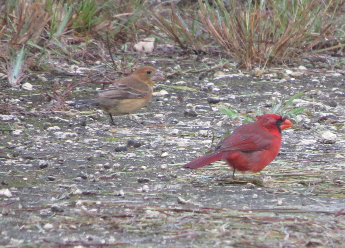 Blue Grosbeak - ML642654218