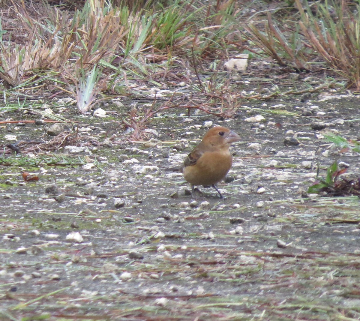 Blue Grosbeak - ML642654219
