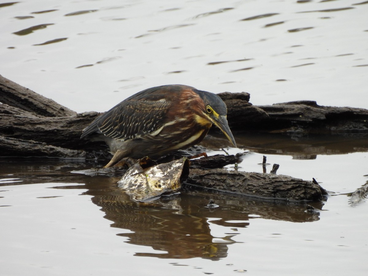 Green Heron - ML642654227