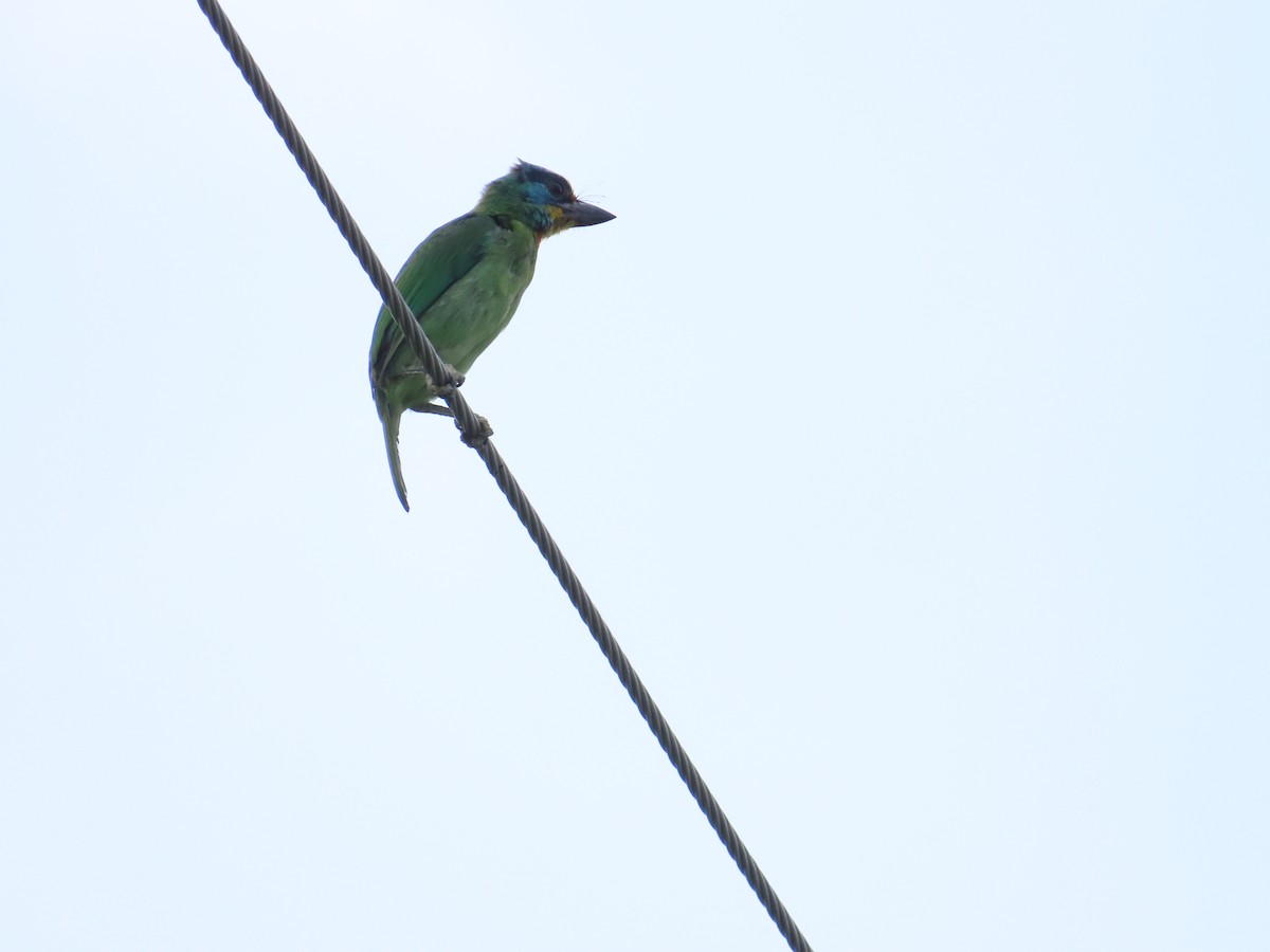 Taiwan Barbet - ML642654239