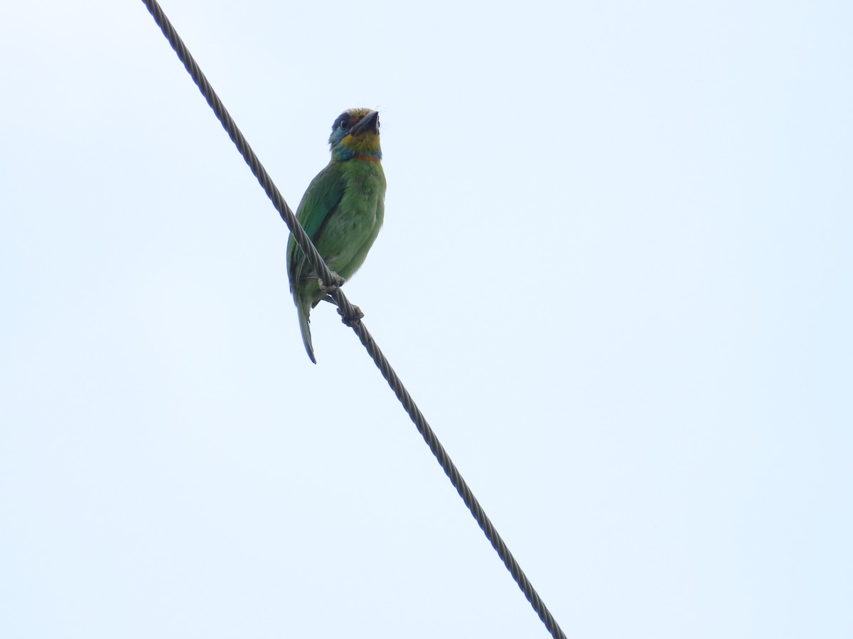 Taiwan Barbet - ML642654241