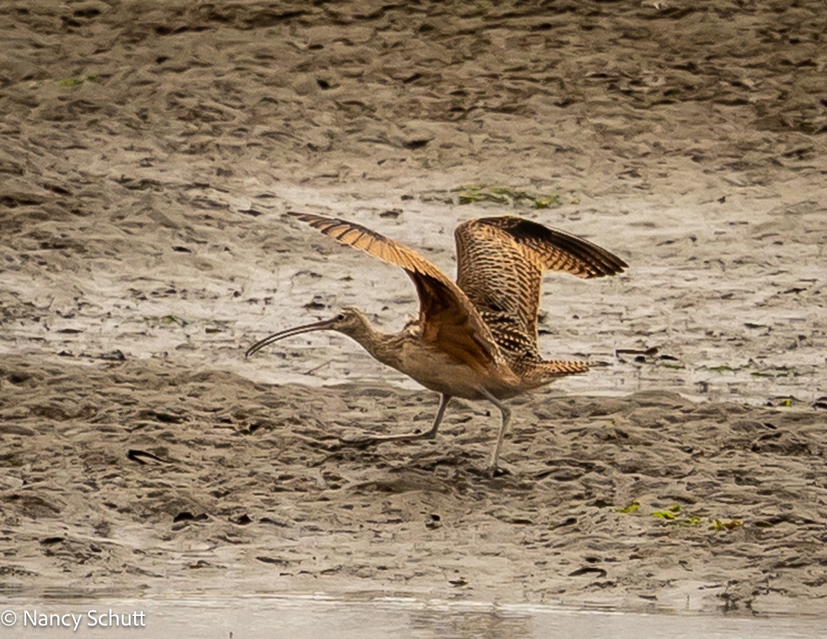 Rostbrachvogel - ML642654253