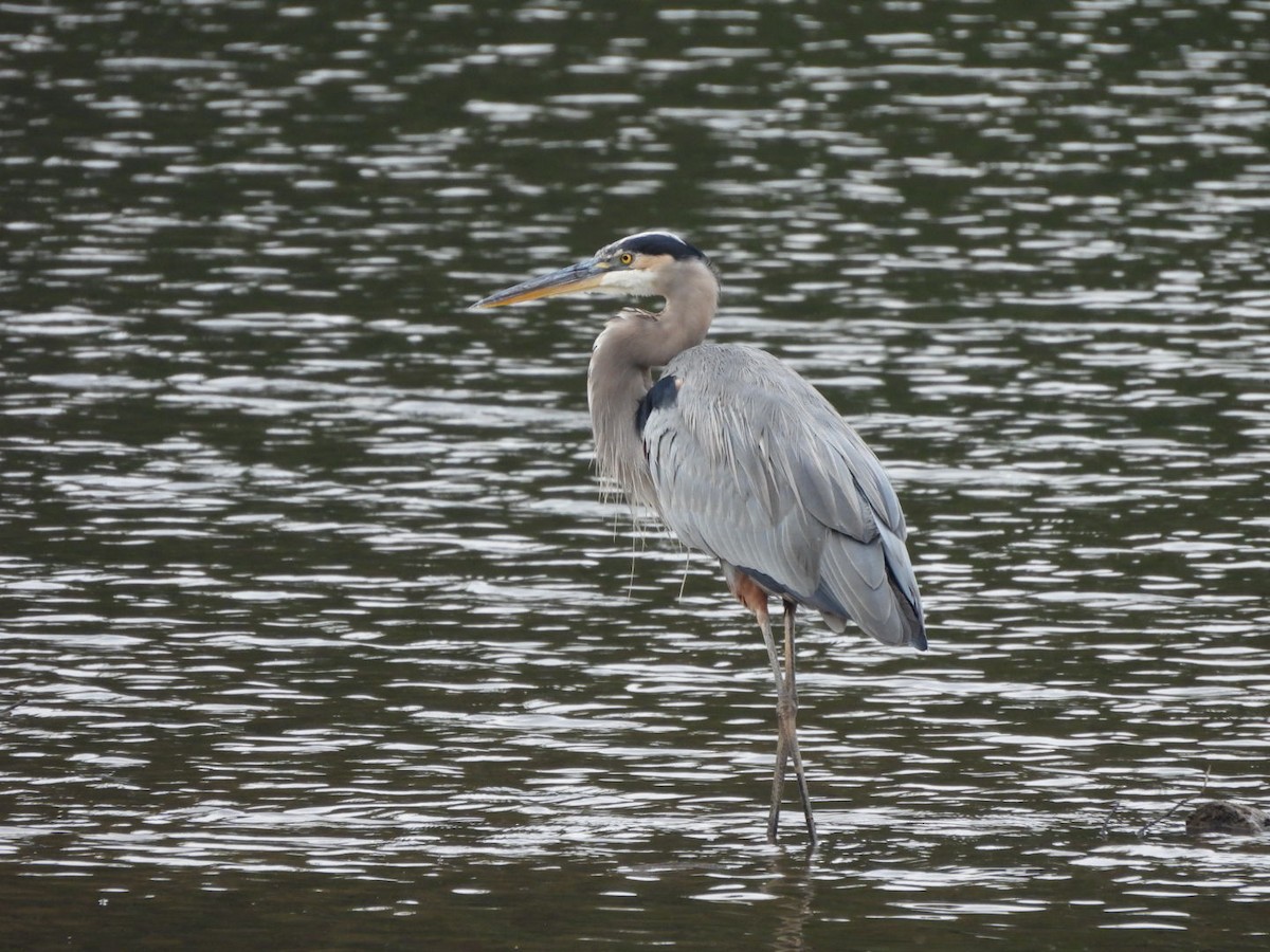 Great Blue Heron - ML642654274