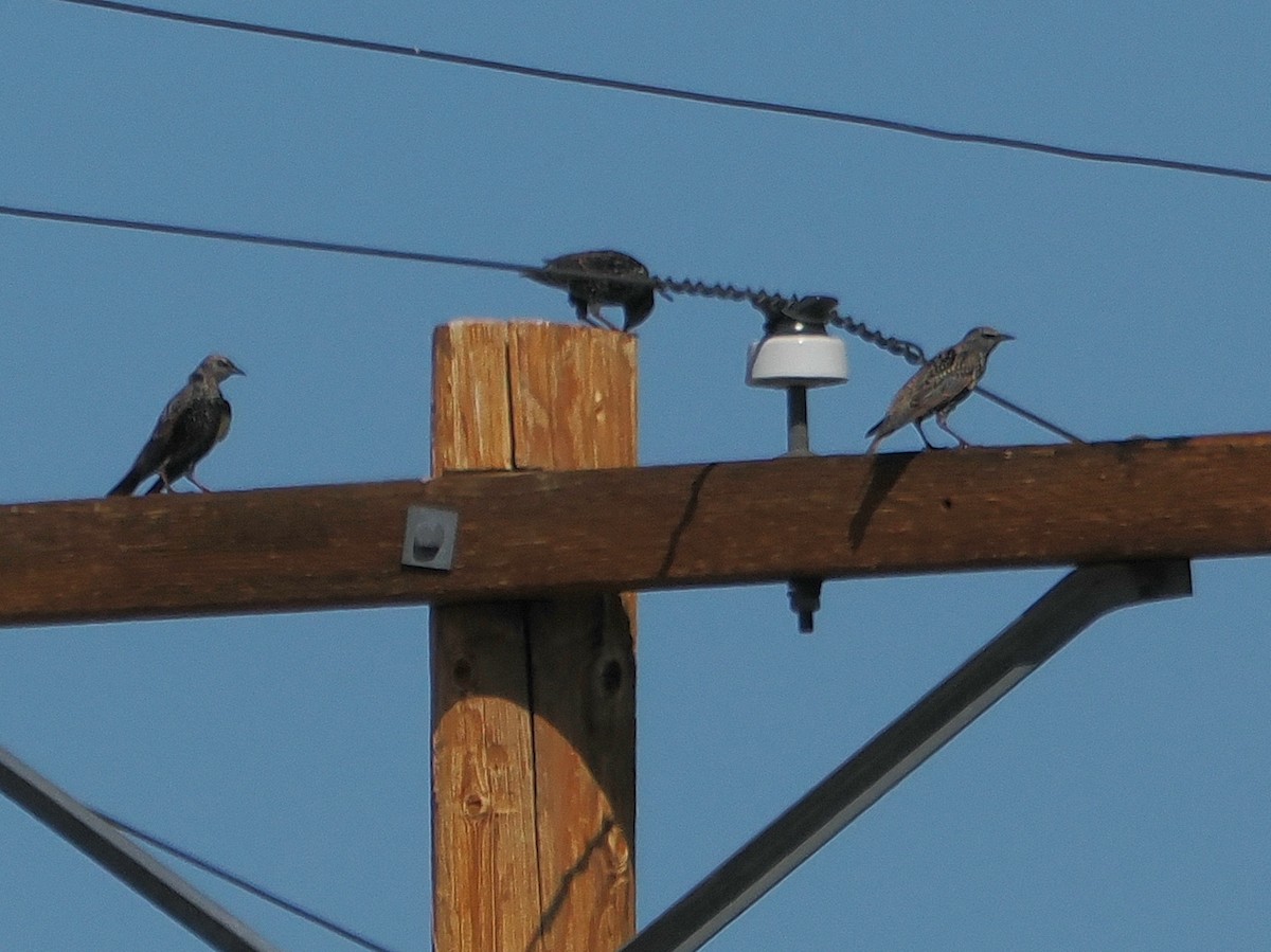 European Starling - ML642654280