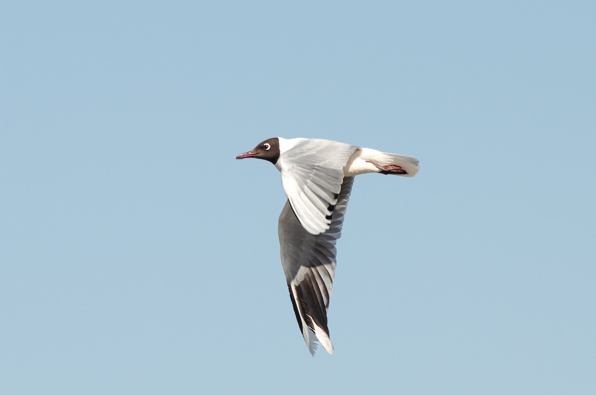Brown-hooded Gull - ML642654282