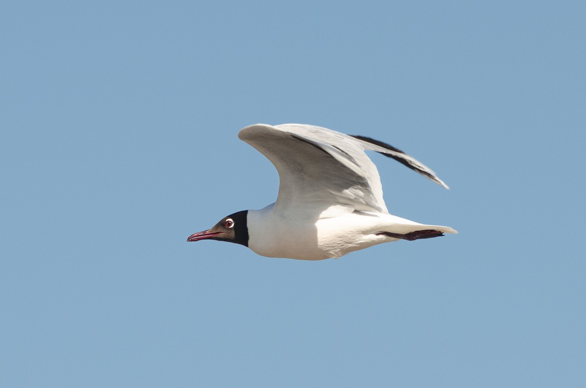 Brown-hooded Gull - ML642654285