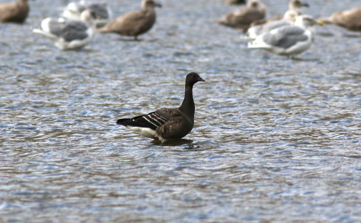Brant (Black) - ML642654289