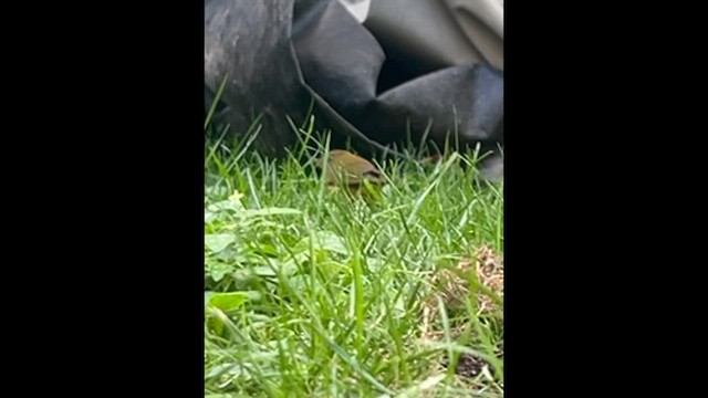 Connecticut Warbler - ML642654293