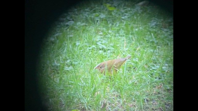 Connecticut Warbler - ML642654295