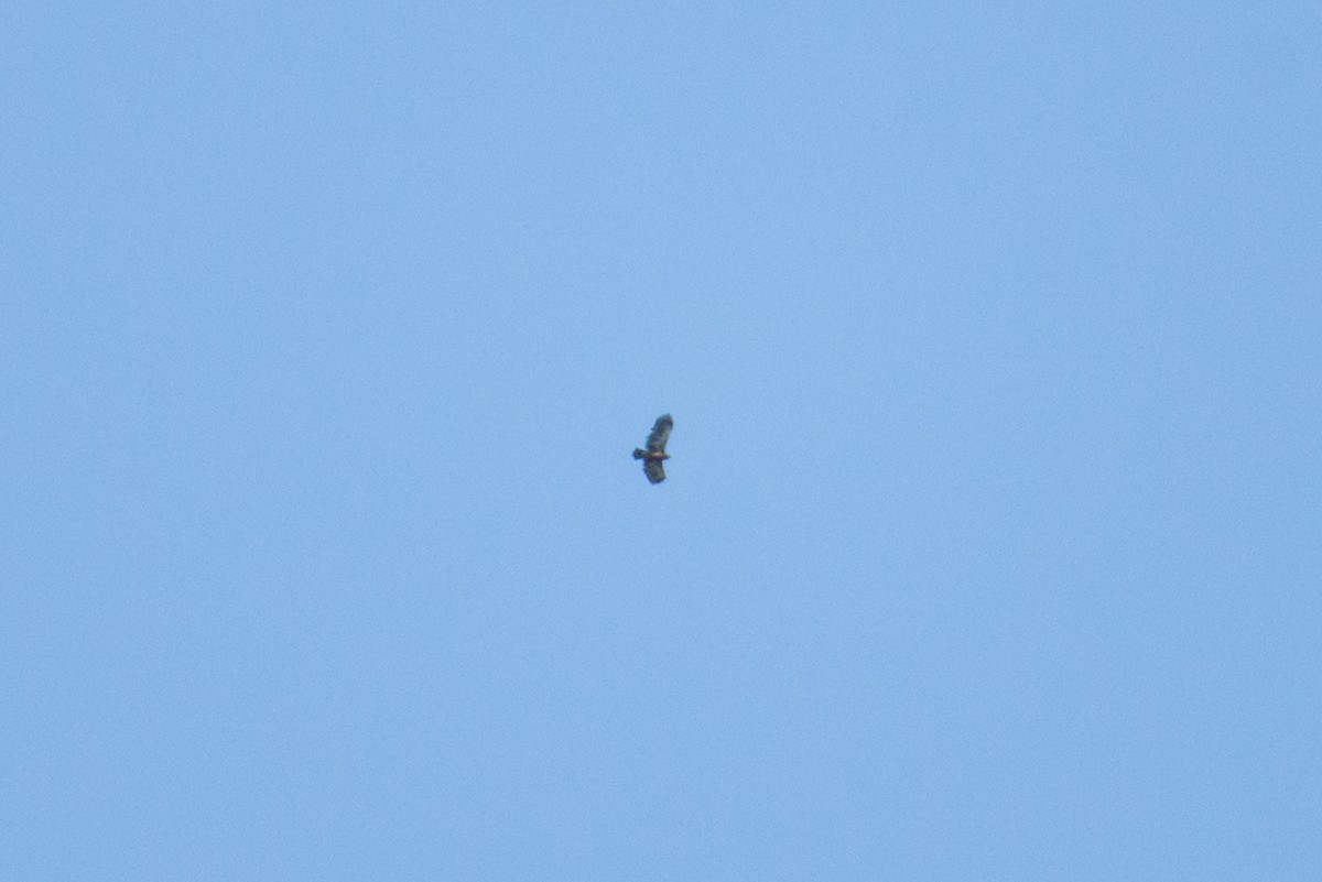 diurnal raptor sp. - ML642654296