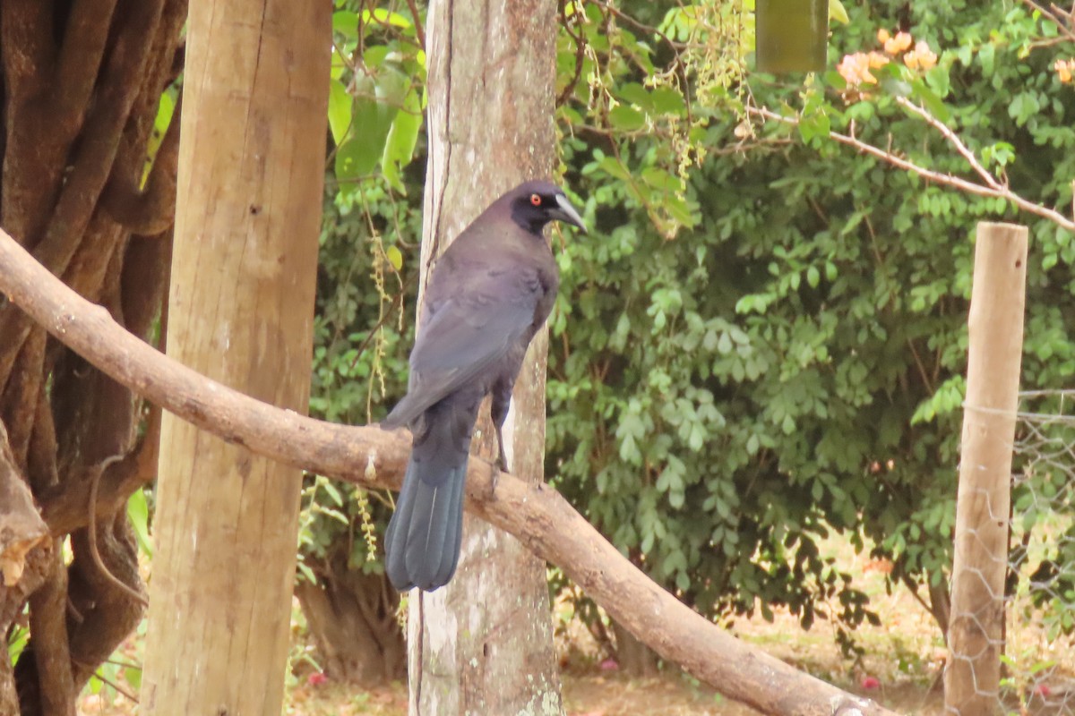 Giant Cowbird - ML642654298